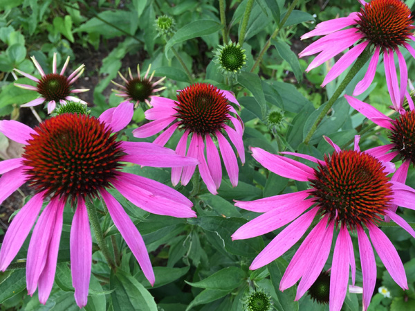 Cone flower or echinacea