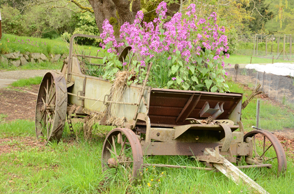 Laughing Apple Farm in bloom