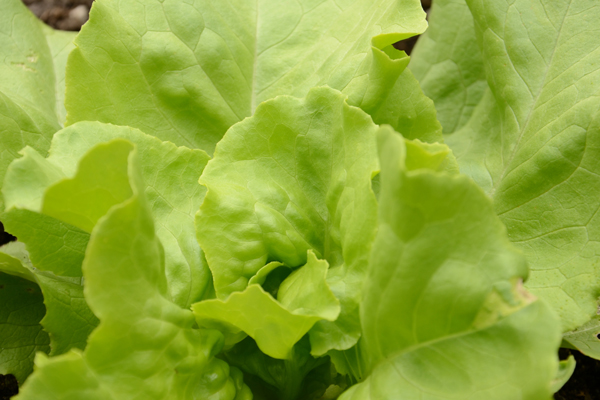 Nancy Lettuce