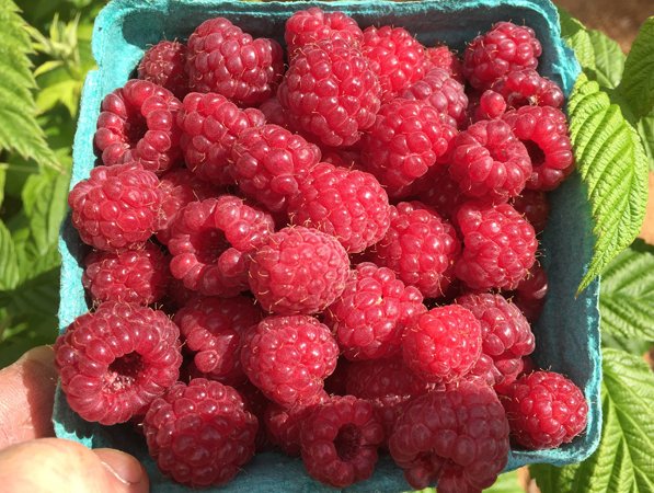 Raspberries from Salt Spring's laughing apple farm